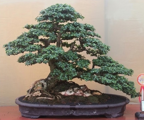 Bonsai Serut: Salah Satu Tanaman Primadona Orang Indonesia | Bibit Online