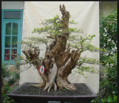 Bonsai Sisir yang Cantik dan Elegan | Bibit Online