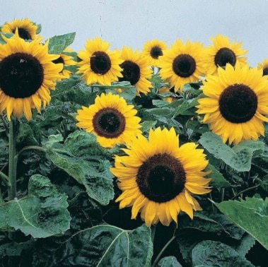 Jual Benih Bibit Tanaman Bunga Matahari  Murah Lengkap 
