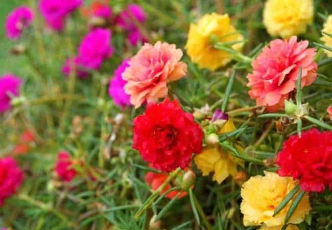 7 Jenis Tanaman Hias Bunga Yang Cocok Ditanam Di Dataran Rendah Bibit Online