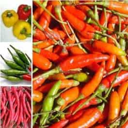 Jual Benih Bibit Cabe Murah Lengkap Bibit Online