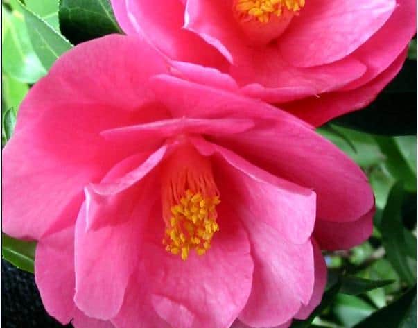 Jual Tanaman  Camellia Single Pink Bibit Online