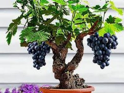 Cara menanam anggur di halaman rumah