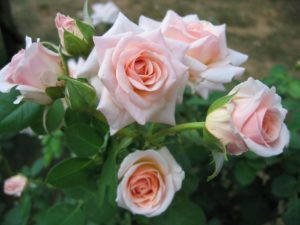 4 Cara Merawat Bunga Mawar Agar Cepat Berbunga Bibit Online