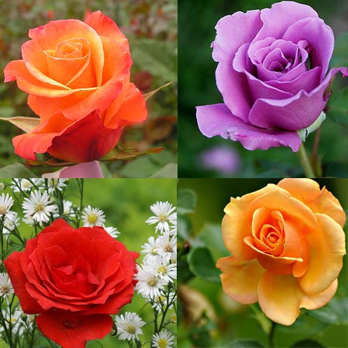 Cara Merawat Bunga Mawar Agar Sering Berbunga Bibit Online