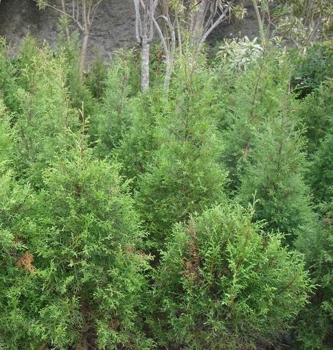 harga bibit tanaman cemara wangi