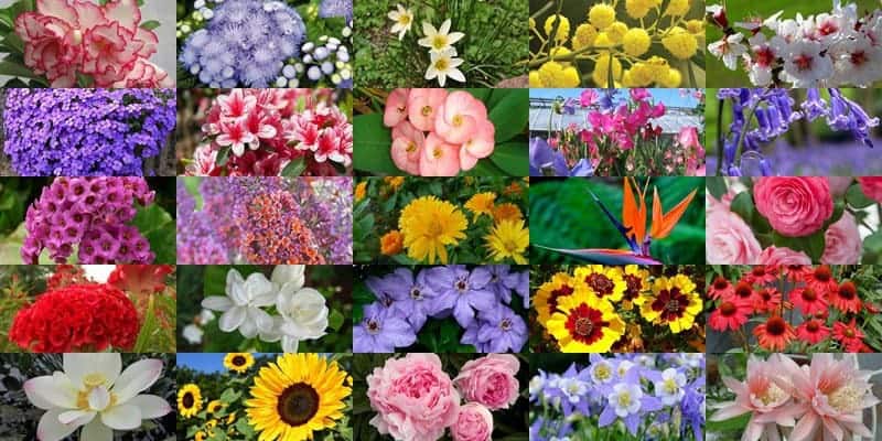 Kumpulan Nama Bunga Lengkap (Dari A-Z) Beserta Gambar dan Penjelasannya |  Bibit Online