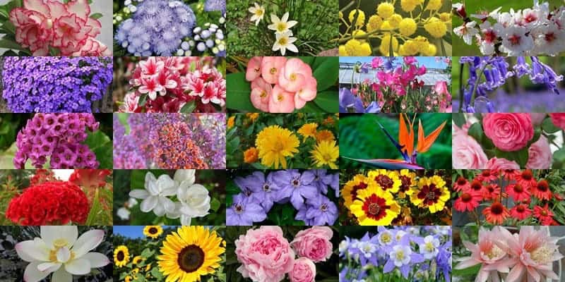 Unduh 90 Gambar Flora Dan Penjelasannya Paling Baru HD