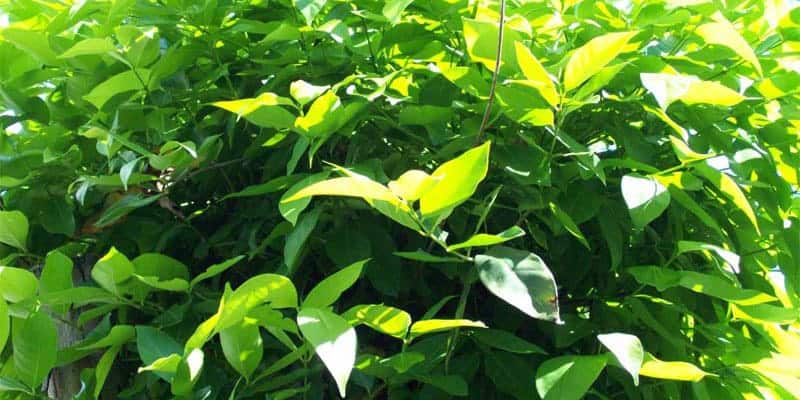 daun salam