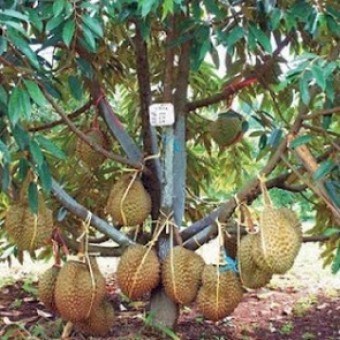 bibit buah unggul durian bawor