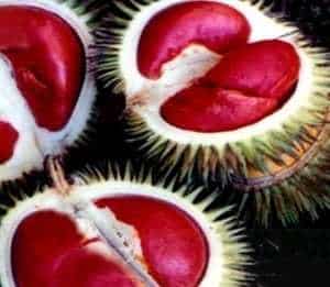  Jual  Tanaman  Durian Merah Bibit Online