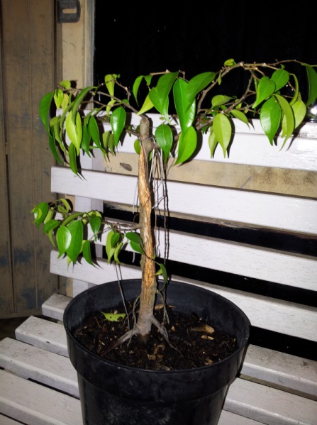 Bakalan Bonsai Beringin, Estetika Tanaman Sebagai Penghias Rumah Anda