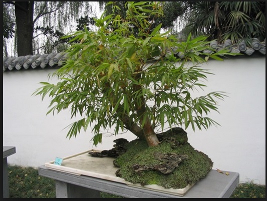 Cara Mudah Membuat Bonsai Bambu Bibit Online