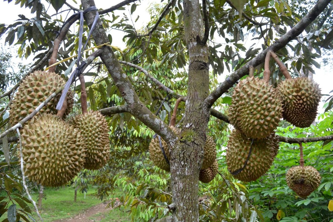 Pengertian Dan Jenis Jenis Tanaman Hortikultura Bibit Online