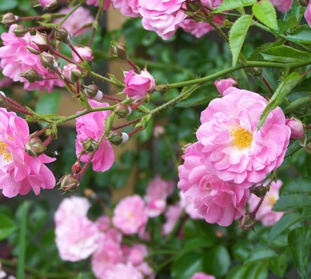 Jual Tanaman Pink Climbing Rose Mawar Rambat  Pink 