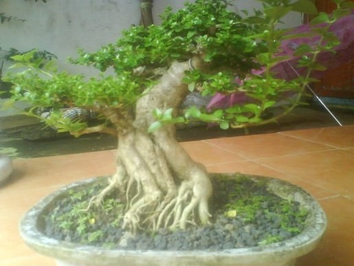  Harga Bonsai  di Pasaran Bibit Online