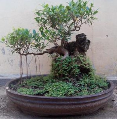  Bonsai  Kimeng Keindahan Tanaman  Hias dan Harga  yang 