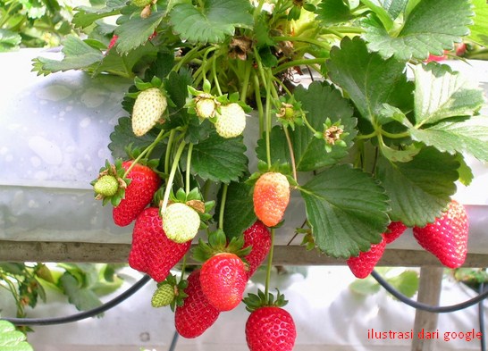 Tanam Sayuran Hidroponik  di Sekitar Rumah Anda Bibit Online