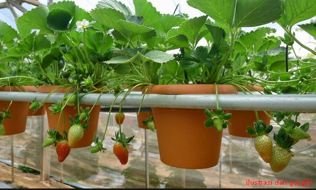 Tanam Sayuran Hidroponik  di Sekitar Rumah  Anda Bibit Online