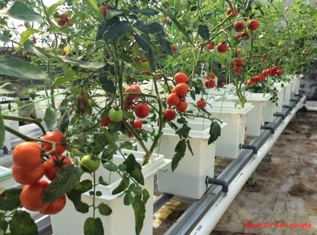 4 Langkah Menanam Hidroponik  Tomat  Bibit Online