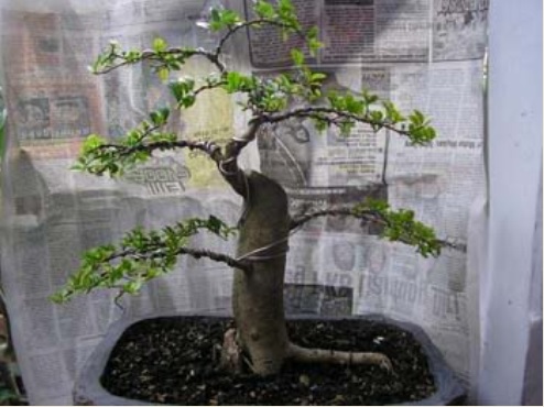 Jual Bakalan Bonsai Untuk Para Kolektor Tanaman Bonsai | Bibit Online