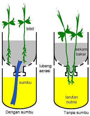 cara menanam hidroponik kangkung