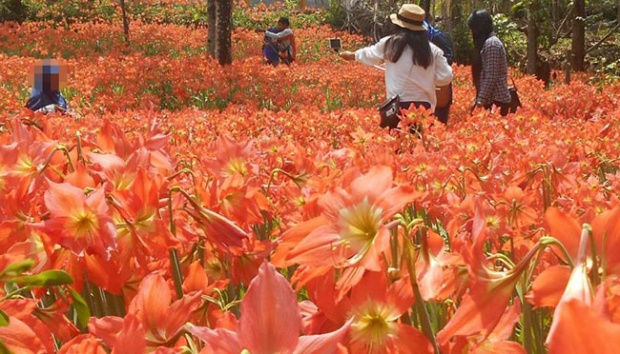 Cara Menanam Bunga Amaryllis Dalam Pot Di Rumah Bibit Online