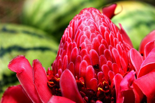 kecombrang mengusir nyamuk