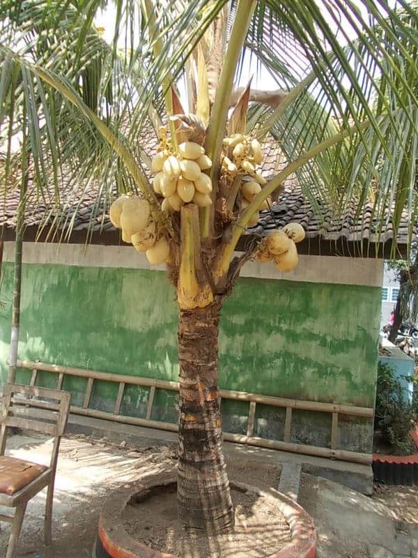Tips Menanam Pohon Kelapa Gading di depan rumah | Bibit Online