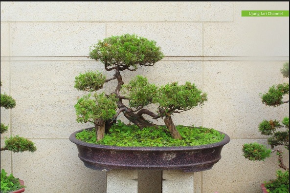  Bonsai Jepang  yang Cantik dan Bernilai Bibit Online