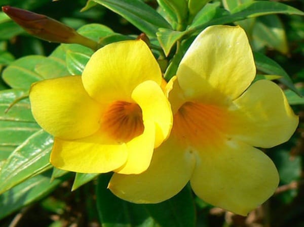 bunga: Nama Bunga Warna Kuning