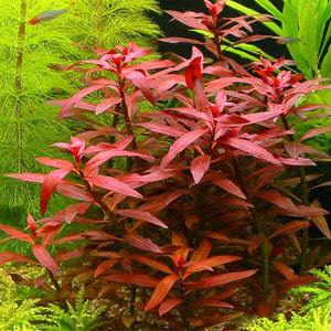 Jual Tanaman Ludwigia perennis 4 Pcs | Bibit Online