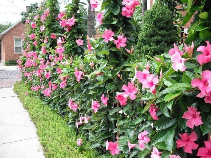 mandevilla is a vines that can bloom continuously all the time