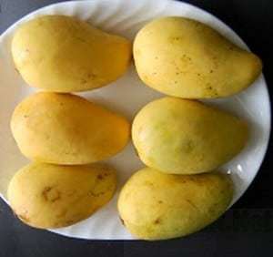 Jual Tanaman  Mangga Chokanan Bibit Online