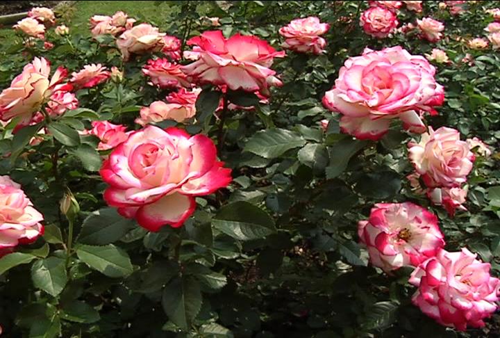 Cara Menanam Bunga Mawar Dengan Benar Agar Tumbuh Subur Bibit Online