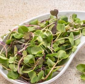 Jual Benih Bibit Microgreens Murah Lengkap Bibit Online