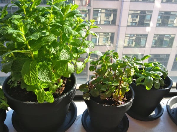 9 Jenis  Tanaman  Herba yang  Bisa Ditanam  Dalam  Pot  dan Cara 