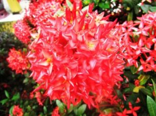 JUAL BERBAGAI MACAM JENIS TANAMAN HIAS ASOKA ~ SINOX NURSERY