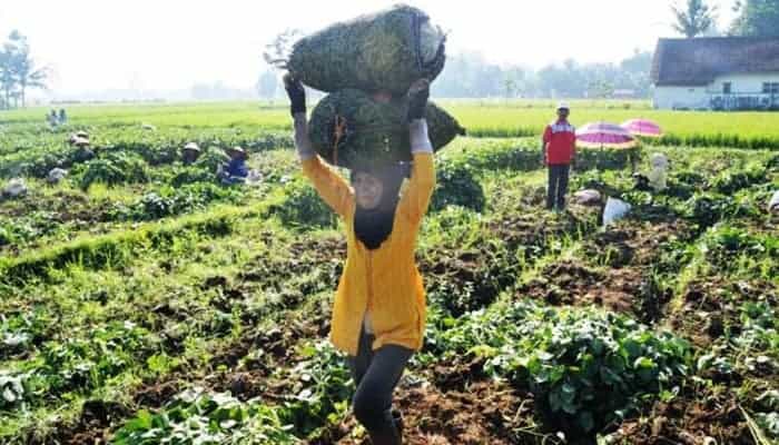 Panduan Lengkap Cara Menanam Edamame yang Baik dan Benar 