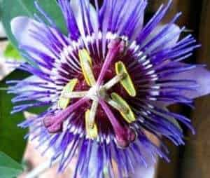 Jual Tanaman  Passiflora Ungu Purple Passion Flower 