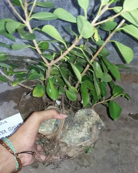 Bakalan Bonsai Beringin Estetika Tanaman Sebagai Penghias Rumah Anda Bibit Online Bakalan Bonsai Beringin Estetika Tanaman Sebagai Penghias Rumah Anda Bibit Online