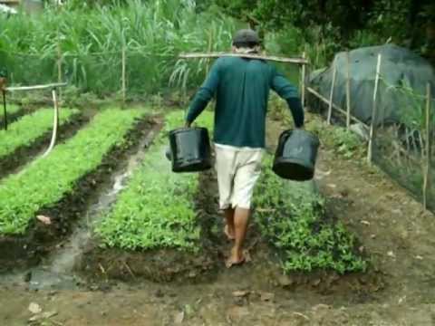 Budidaya dan Cara Menanam Kangkung Darat dengan Mudah 