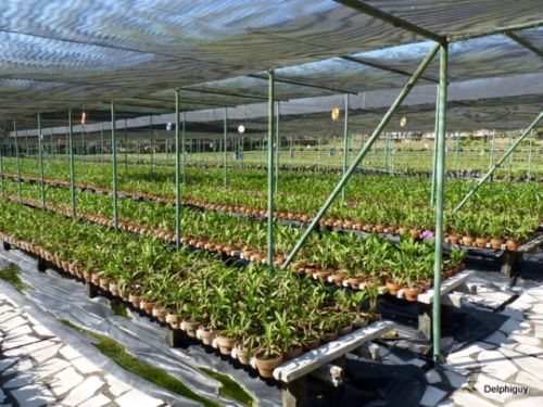 Prospek Bisnis Tanaman Hias Bunga Anggrek Yang Menjanjikan Bibit Online