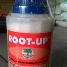 Root UP