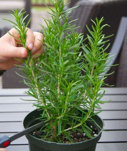 9 Jenis Tanaman  Herba yang Bisa Ditanam Dalam Pot  dan Cara 