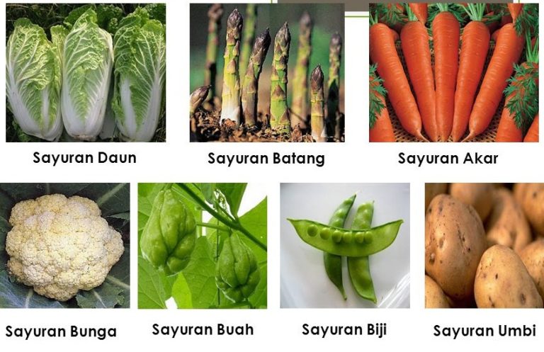 Jenis jenis Tanaman  Sayur dan Bagian yang  Dapat 