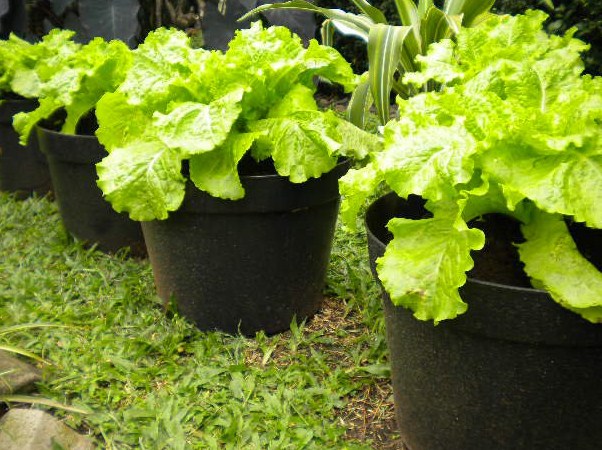 Cara Mudah Menanam Sayuran  dalam  Pot  di Pekarangan Rumah 