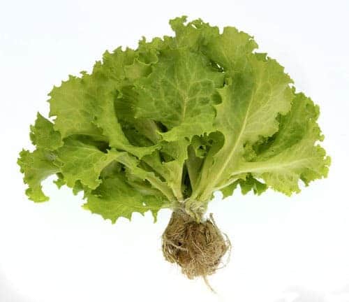 contoh tanaman hidroponik