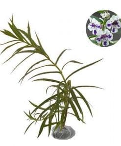 Kumpulan Nama Bunga Lengkap (Dari A-Z) Beserta Gambar dan 