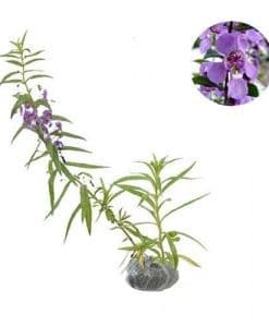 Kumpulan Nama Bunga Lengkap (Dari A-Z) Beserta Gambar dan 